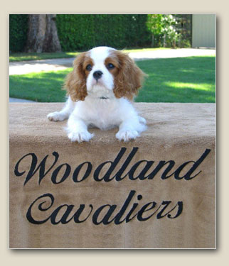 King Charles Puppy