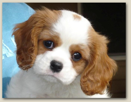 Cavalier Echo 3