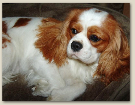 Cavalier Echo 2