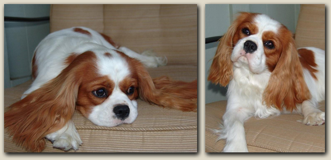 Cavalier Echo 1