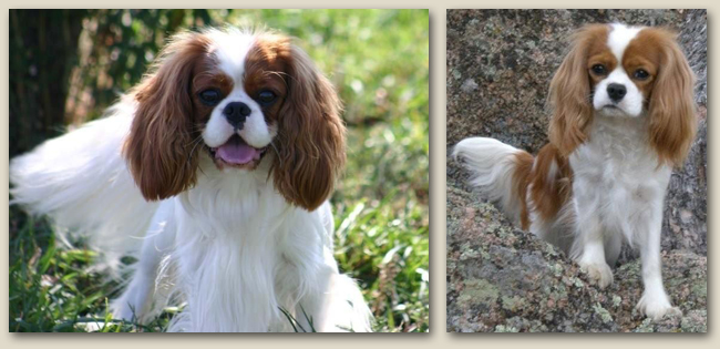 Cavalier Echo 4