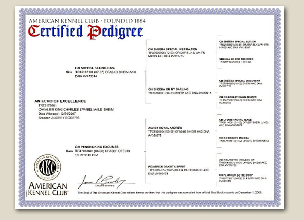Cavalier Echo Pedigree