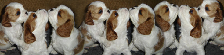 Home Cavalier Header