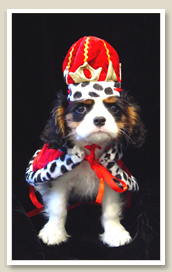 Home Cavalier Puppy