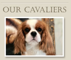 Our Cavaliers