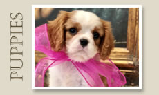 Cavalier Puppies