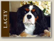 Cavalier King Charles Lacey