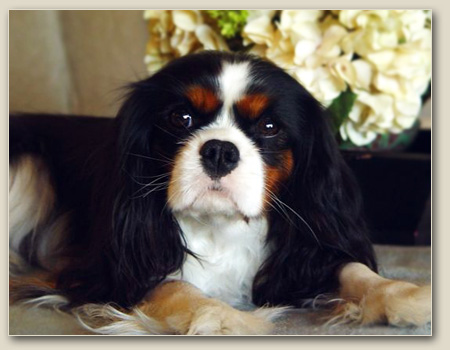 Cavalier Lacey 1