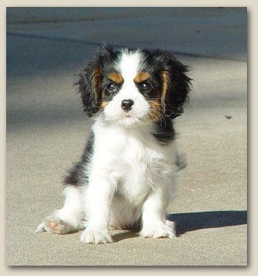 Cavalier Lacey 2