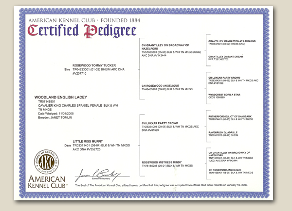 Cavalier Lacey Pedigree