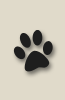 Cavalier King Charles Spaniel Paw1