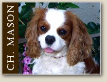 Cavalier King Charles Mason