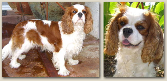 Cavalier Mason 1