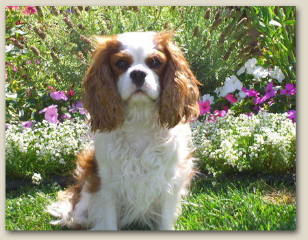 Cavalier Mason 2