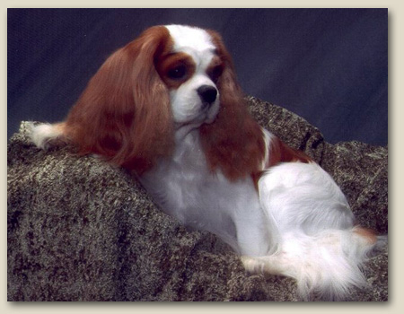 Cavalier Mason 4