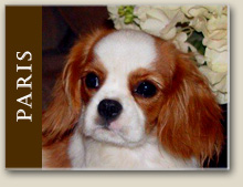 Cavalier King Charles Paris