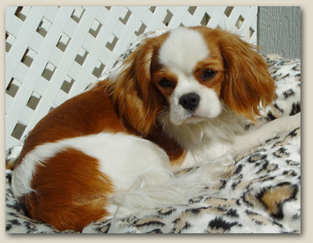 Cavalier Paris 2