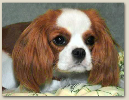 Cavalier Paris 1