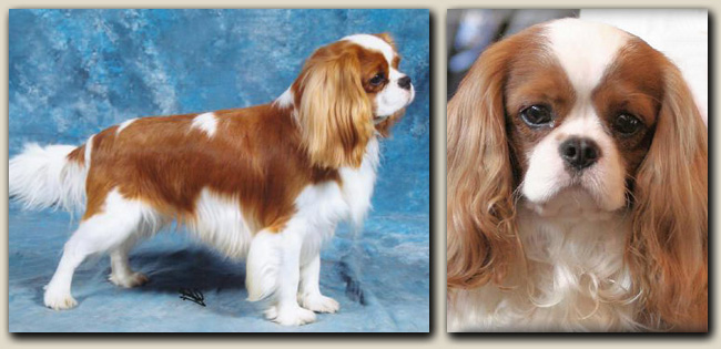 Cavalier Paris 3