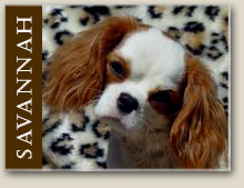 Cavalier King Charles Savannah