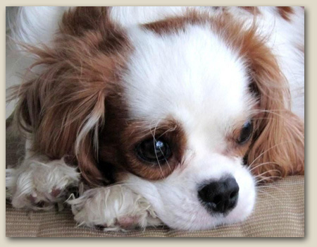 Cavalier Savnnah 1