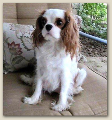Cavalier Savnnah 2
