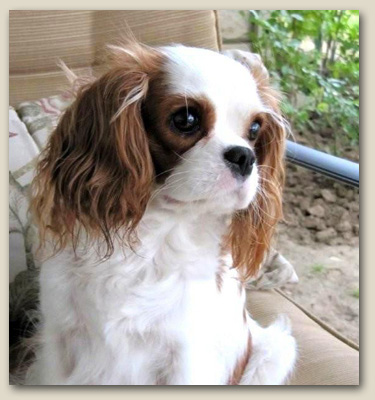 Cavalier Savnnah 3