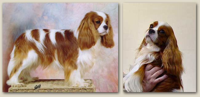 Cavalier Savnnah 4