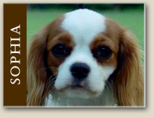 Cavalier King Charles Sophia