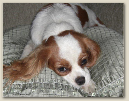 Cavalier Sophia 2