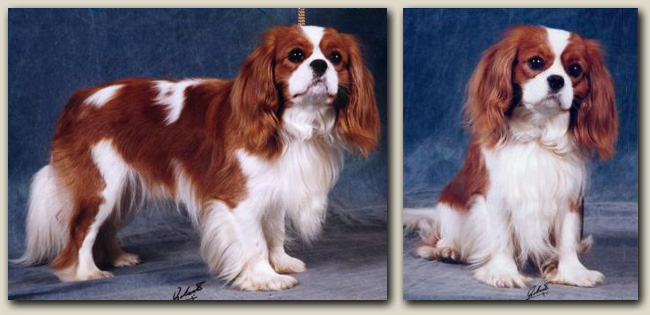 Cavalier Sophia 3